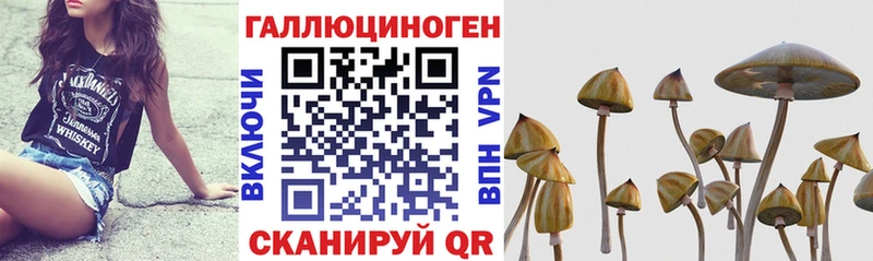 Галлюциногенные грибы Psilocybe даркнет сайт Новоульяновск
